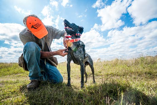 A hunter attaches a SafeShoot harness to a dog