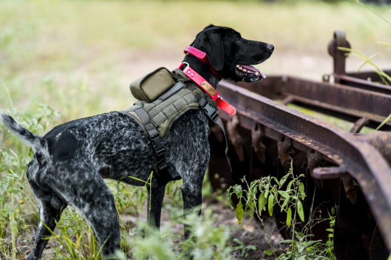 Hunting dog wearing SafeShoot Harness